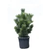 Pino nero giapponese Thunderhead h 60/80 cm