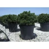 Pinus mugo `Sherwood Compact`