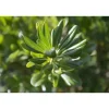 Pittosporum tobira