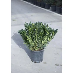 Pittosporum tobira