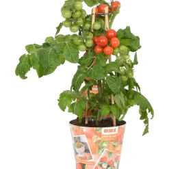 Pomodoro ciliegino Pick & Joy vaso Ø 14 cm