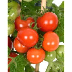 Pomodoro ciliegino Pick & Joy vaso Ø 14 cm