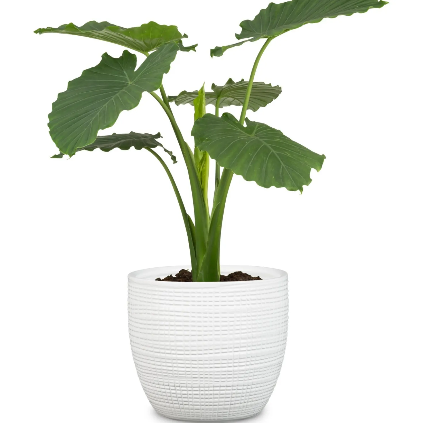 Portavaso da interno Scheurich 866 Ø 25 cm Panna