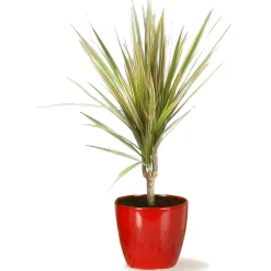 Portavaso da interno Scheurich 920 Ø 16 cm Energy Red