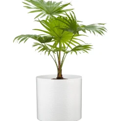 Portavaso Scheurich 828 Ø 12 cm panna