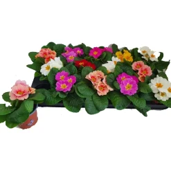 Primula Aucalis vaso Ø 9 cm
