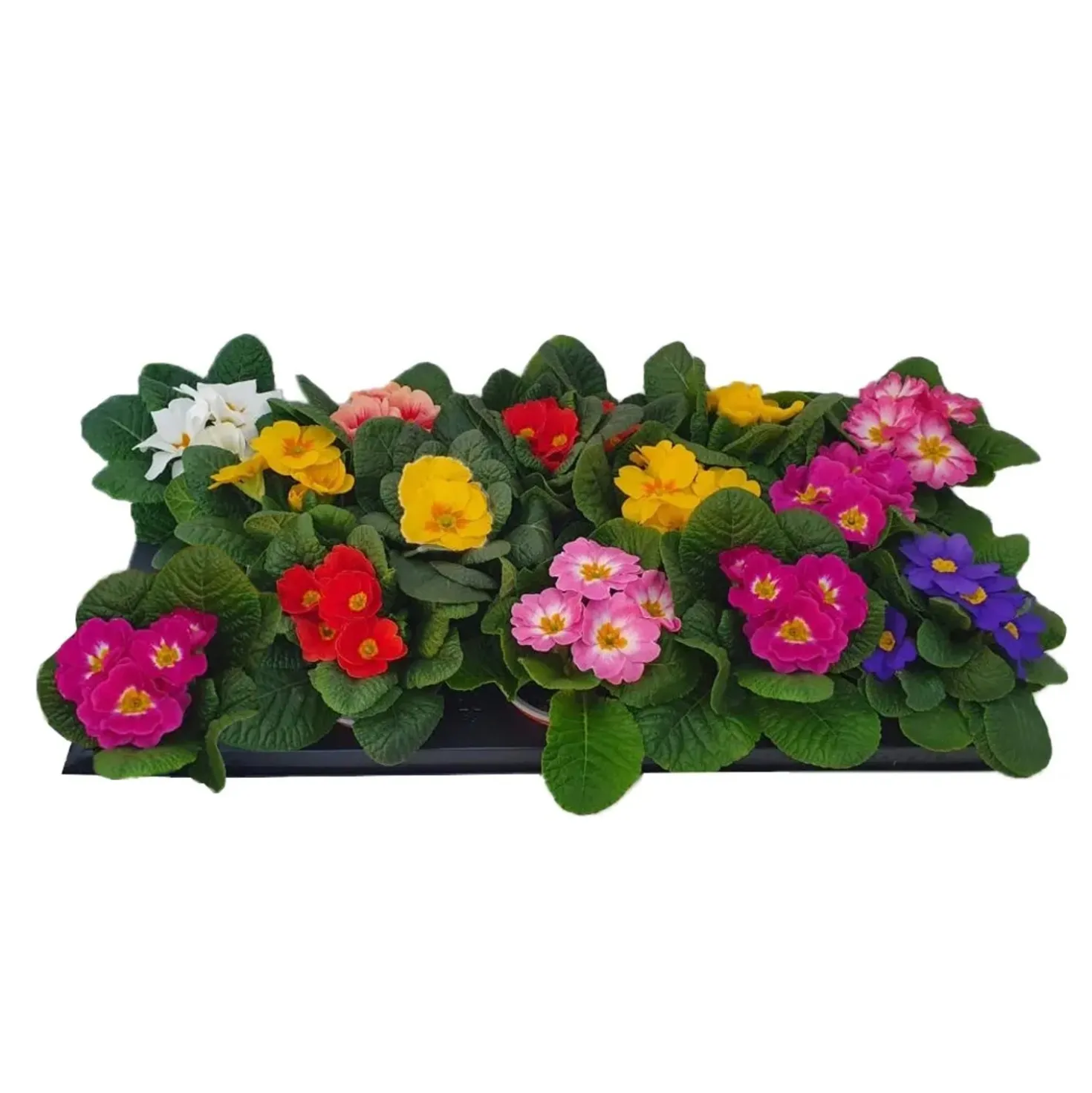 Primula Aucalis vaso Ø 9 cm