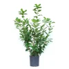 Prunus laurocerasus - Lauroceraso