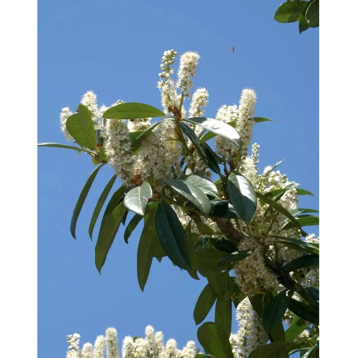Prunus laurocerasus - Lauroceraso