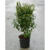 Prunus lusitanica `Angustifolià