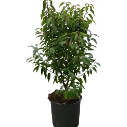 Prunus lusitanica `Angustifolià