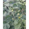 Rete Defender antigrandine, 2 x 5 m, colore verde