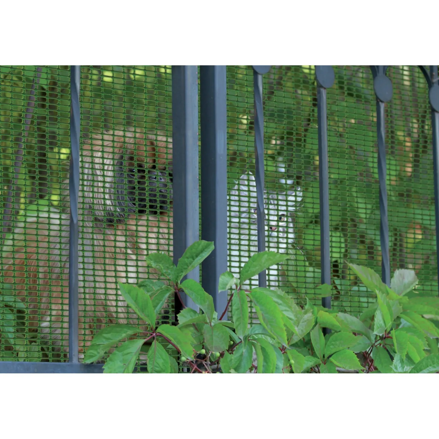 Rete di protezione in plastica HOBBY 1x5 m verde