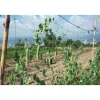 Rete Rampy per rampicanti 2X5