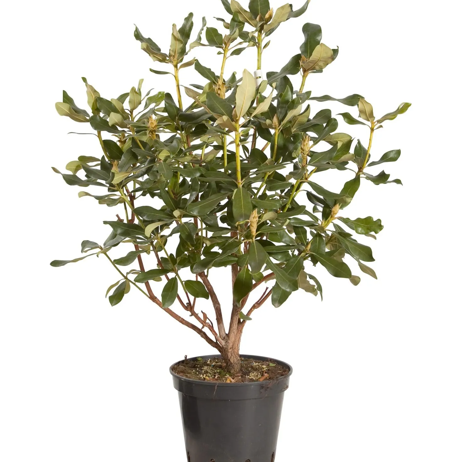 Rhododendron chioma 70 cm