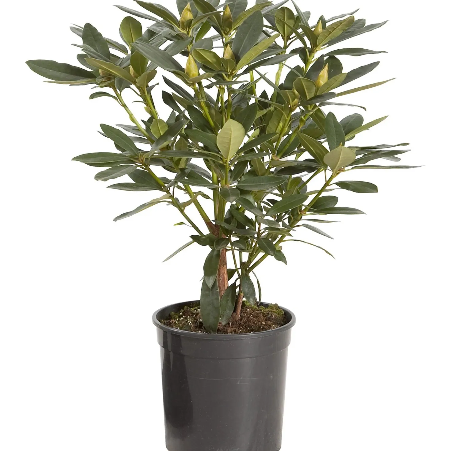 Rhododendron chioma 25-30 cm