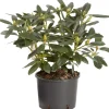 Rhododendron chioma 35-40 cm