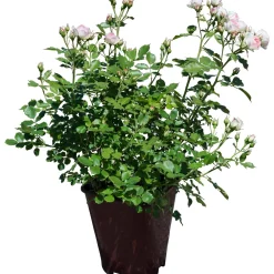 Rosa a cespuglio di diversi colori