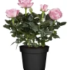 Rosa da camera H ca. 25 - 30 cm Rosa chiaro Ø vaso ca. 10,5 cm