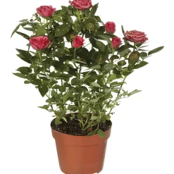 Rosa glitterata mix Ø 13 cm