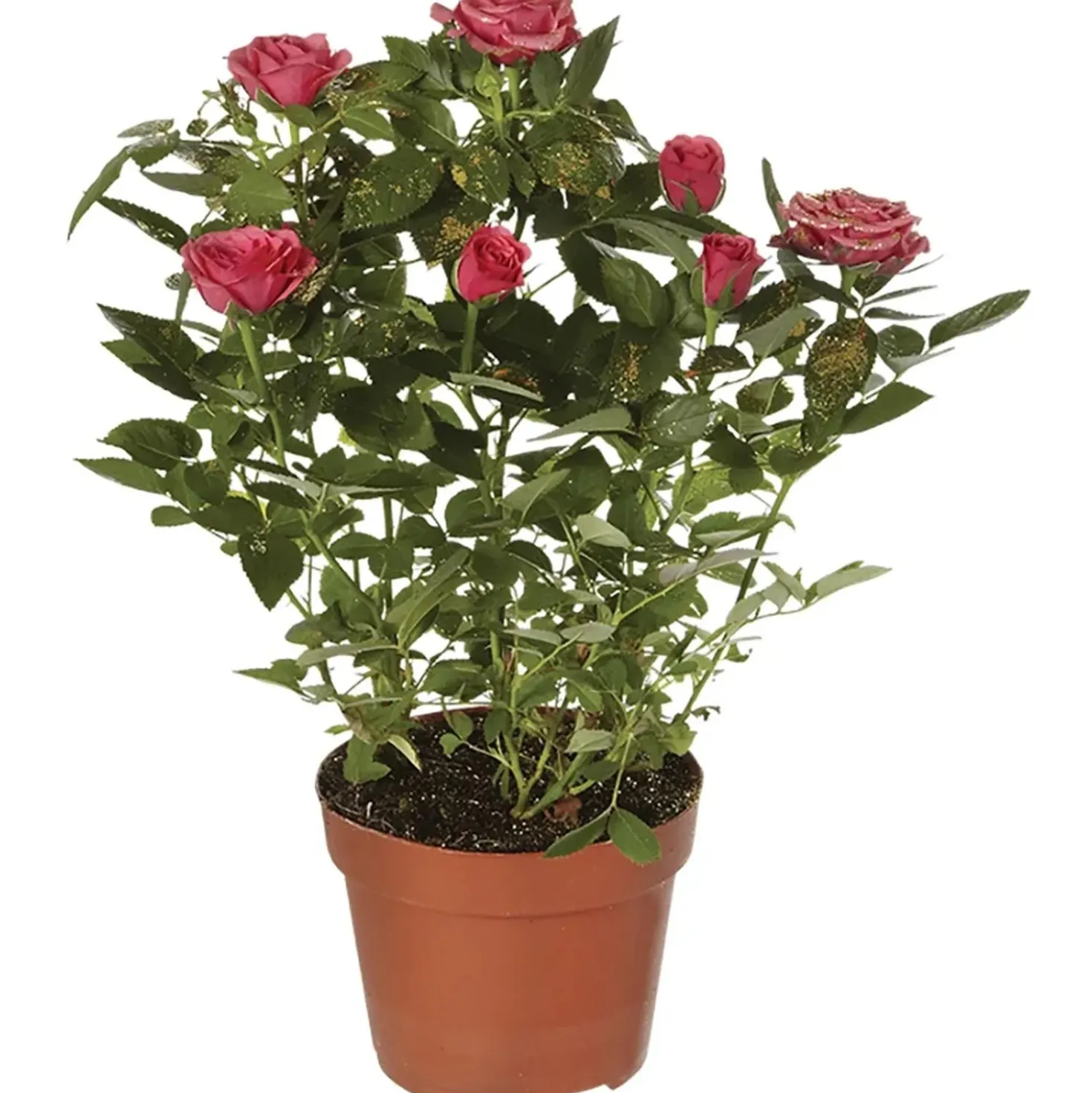 Rosa glitterata mix Ø 13 cm