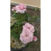 Rosai "Bonica" ® vaso clt 3