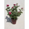 Rosai dei pittori "Henri Matisse" vaso 6 l