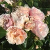 Rosai "Jardin des Tuileries" cespuglio LV6