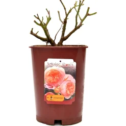 Rose in varietà