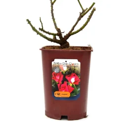Rose in varietà