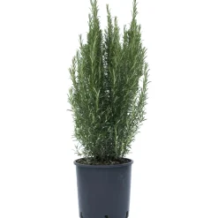 Rosmarino