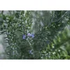 Rosmarino officinalis "Prostratus" cespuglio