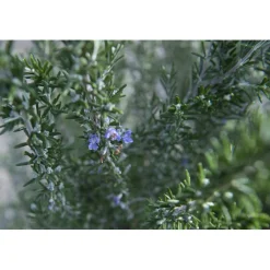 Rosmarino officinalis "Prostratus" cespuglio