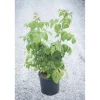Rubus idaeus - Lampone