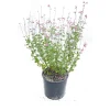 Salvia Jamensis vaso lt 3