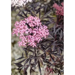 Sambucus nigra `Black Lace`