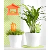 Scheurich irrigatore Bördy S 90 ml verde