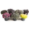 Sedum Collection assort.. vaso 19 cm