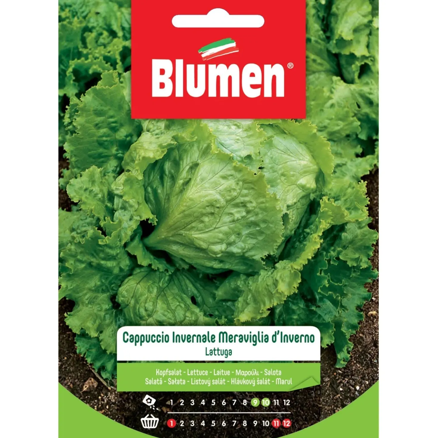Semi Blumen Lattuga a cappuccio invernale