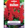 Semi Blumen Salvia splendida alta