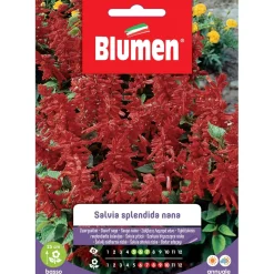 Semi Blumen Salvia splendida nana