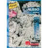 Semi fiori Alisso bianco
