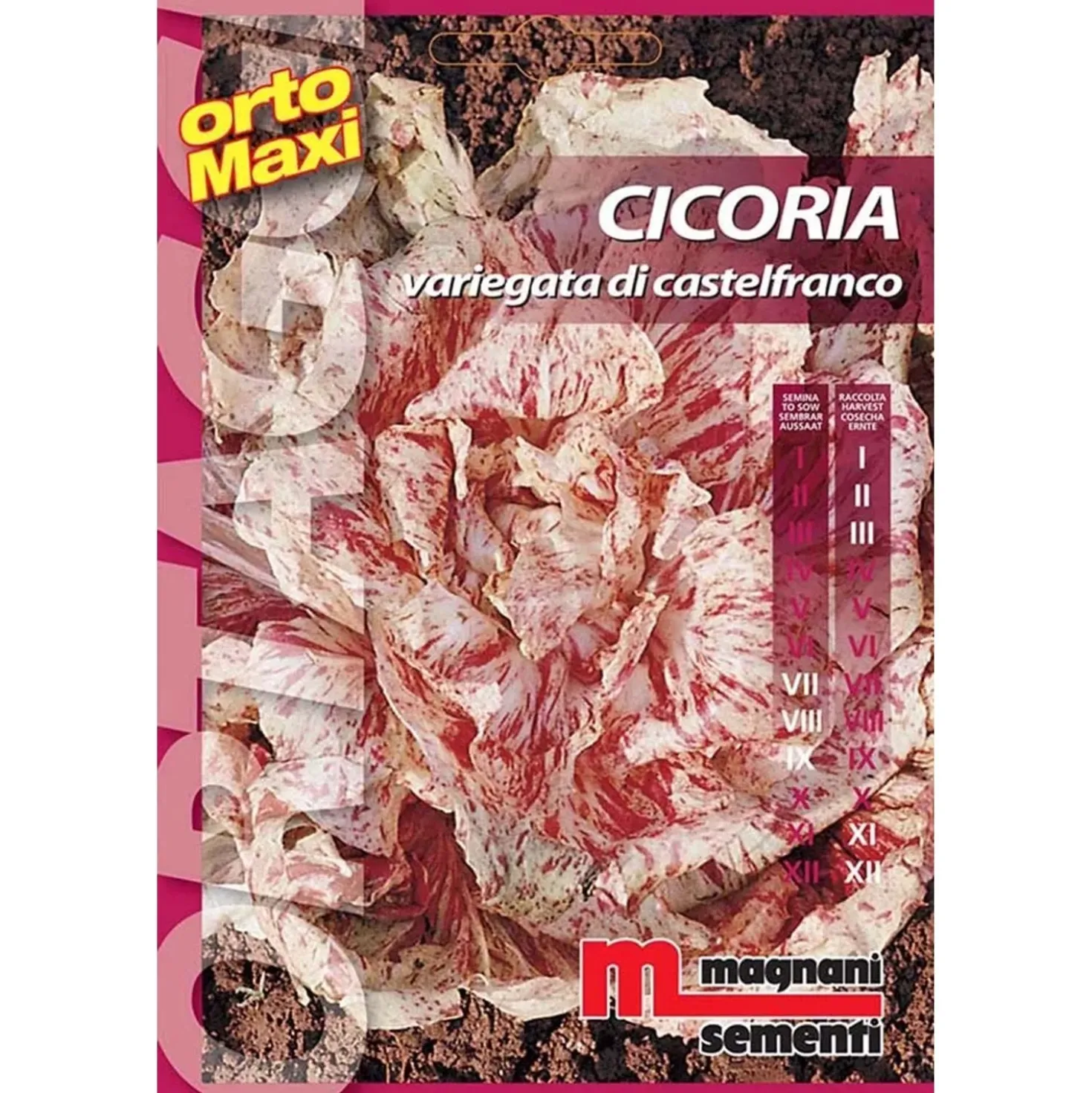 Semi orto maxi Cicoria variegata castelfranco