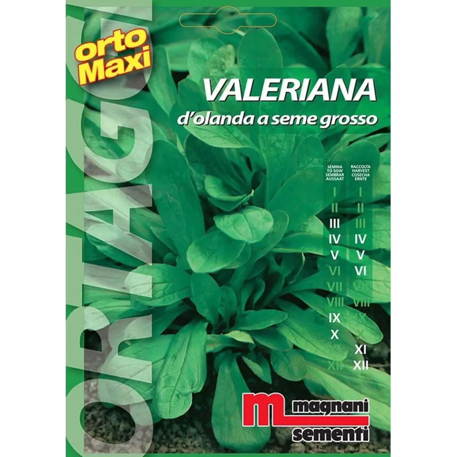 Semi orto maxi Valeriana d`Olanda seme grosso