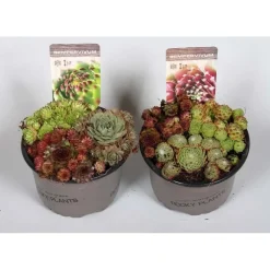 Sempervivum assort.iti vaso 14 cm