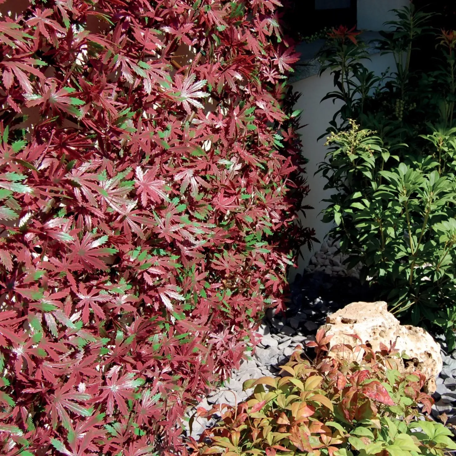 Siepe artificiale con foglie 3D in salice Red Acer 1x2 m, rosso