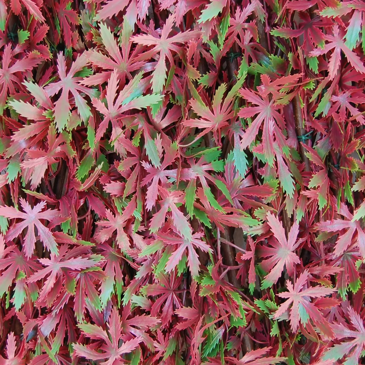 Siepe artificiale con foglie 3D in salice Red Acer 1x2 m, rosso