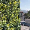 Siepe artificiale con foglie 3D Panel Buxus H 0,5 m x L 1 m verde