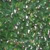 Siepe artificiale Osmanthus 3D in HDPE 1x2 m verde/marrone