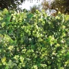 Siepe artificiale Tenax Saltus in polietilene H 1 m x L 1 m verde